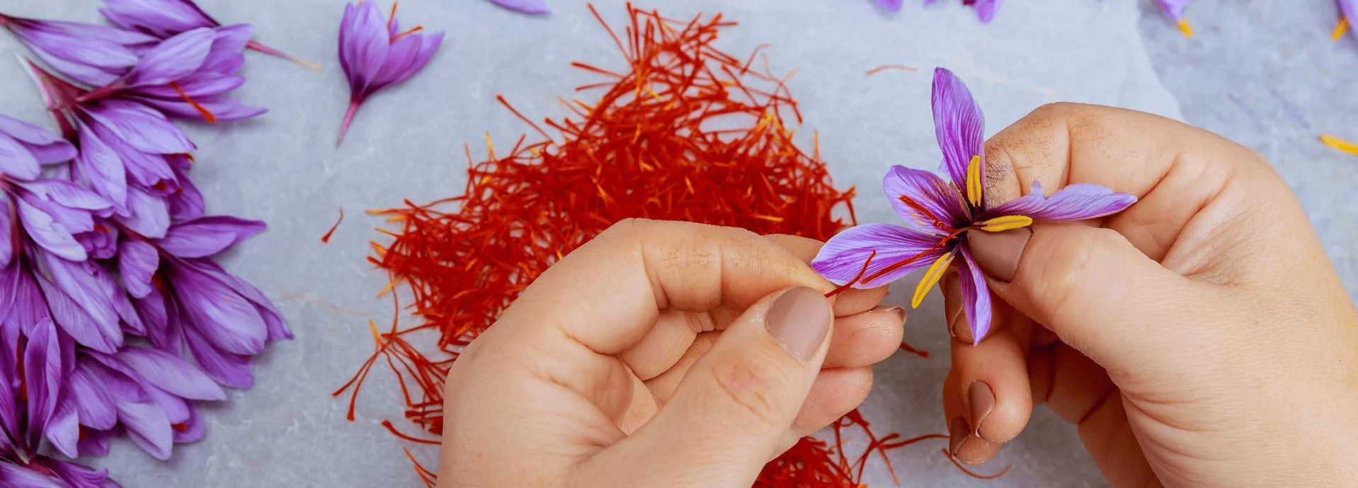 Saffron Chính Hãng 